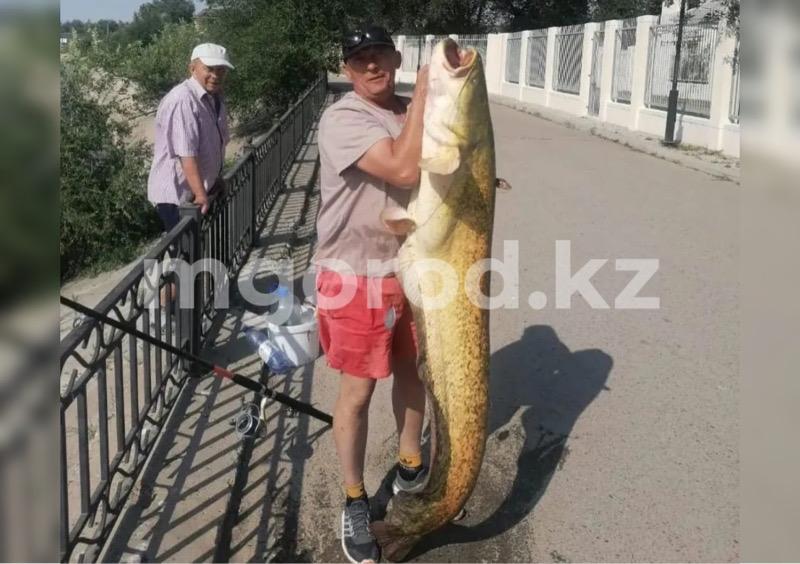 Полутораметрового сома выловил житель Атырау