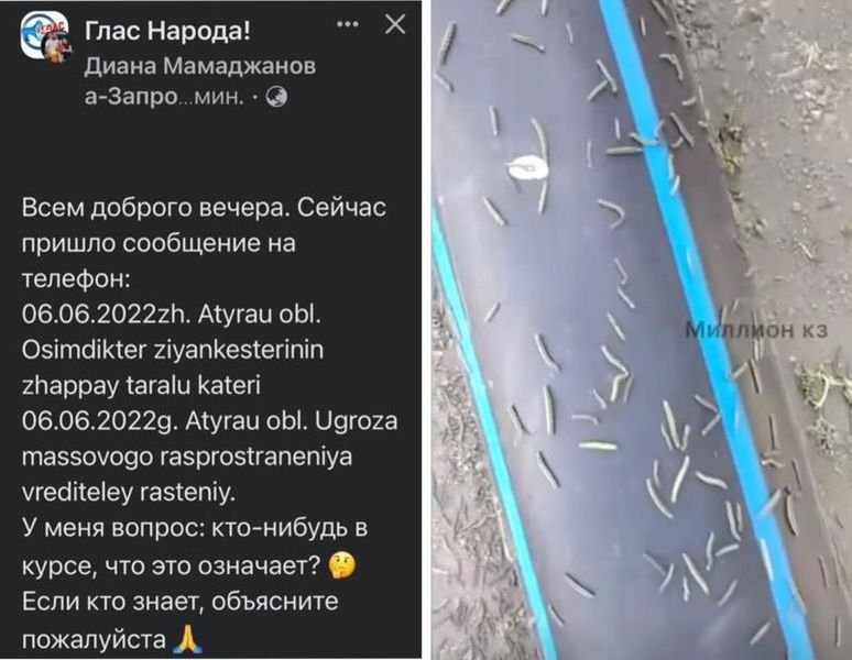 Нашествие гусениц сняли на видео в Атырауской области. Почти сотня фермеров пострадала