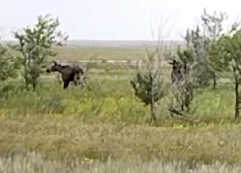 Гуляющих лосей засняли на видео в ЗКО