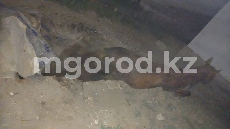 В Атырау лошадь провалилась в септик