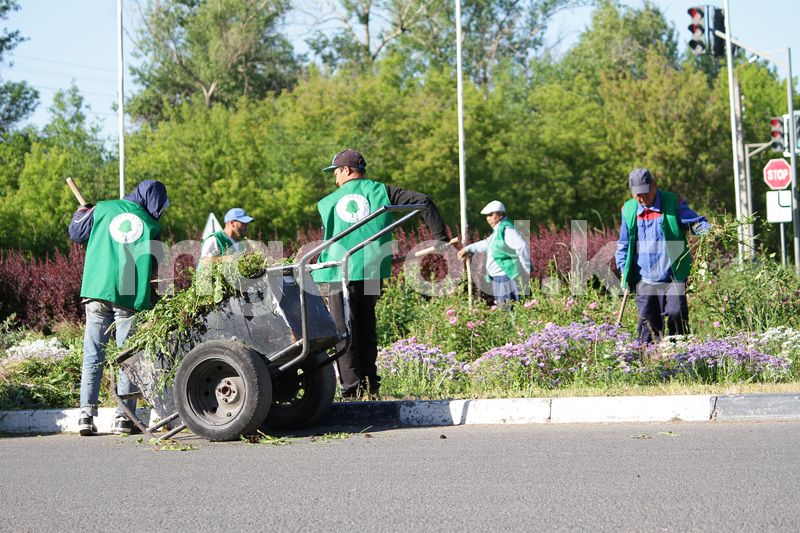 35 тысяч многолетних роз высадят на клумбах Уральска