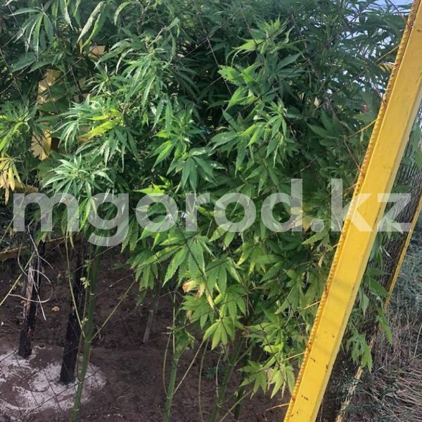 У скотника изъяли патроны и коноплю в ЗКО