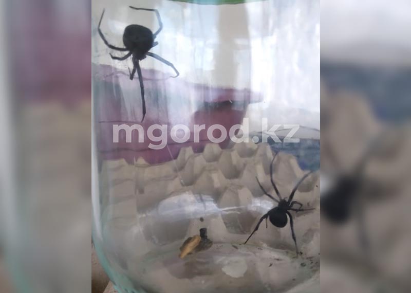 На нашествие каракуртов пожаловались жители ЗКО
