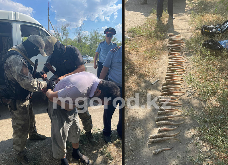 Рога сайги нашли полицейские у жителя Уральска