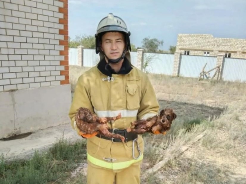 Упавших в септик щенят спасли под Актобе