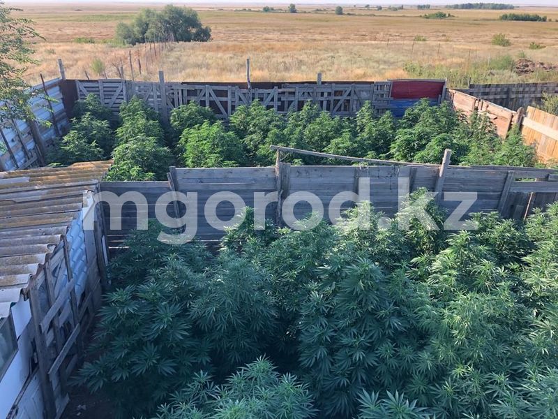71 куст отборной конопли нашли во дворе у жителя ЗКО