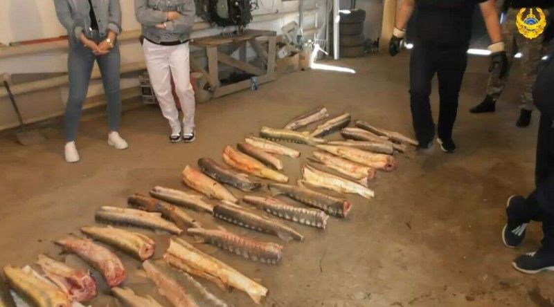 В Атырау отца и сына задержали с 300 килограммами осетра