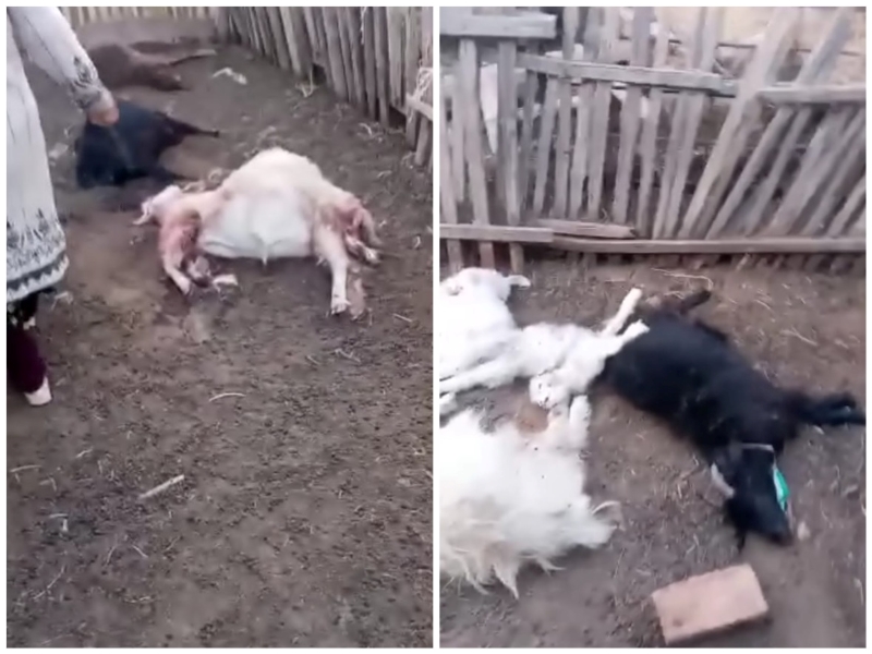 Бродячие псы загрызли овец в селе под Атырау