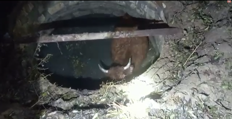 В ЗКО корова провалилась в септик
