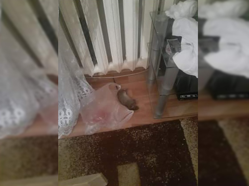 В Атырау пожаловались на нашествие крыс в квартирах