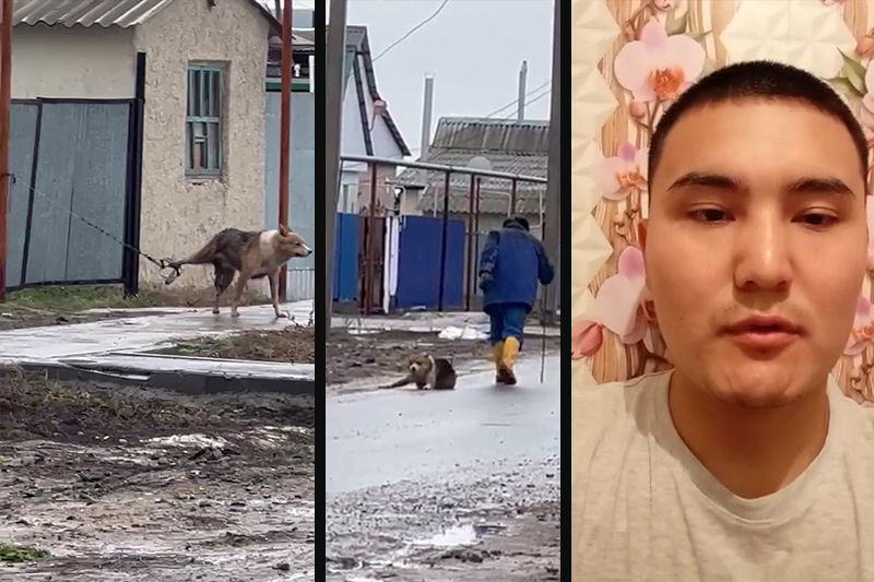 В ЗКО собаке оторвали лапу: полиция прекратила расследование