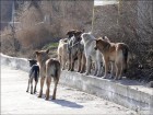 dogs_www.gorodkiev.com.ua