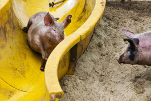 Фото: Vincent Jannink / ANP / AFP