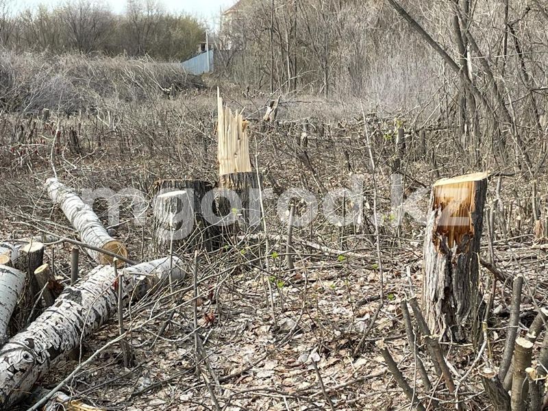 В Уральске массово вырубают деревья