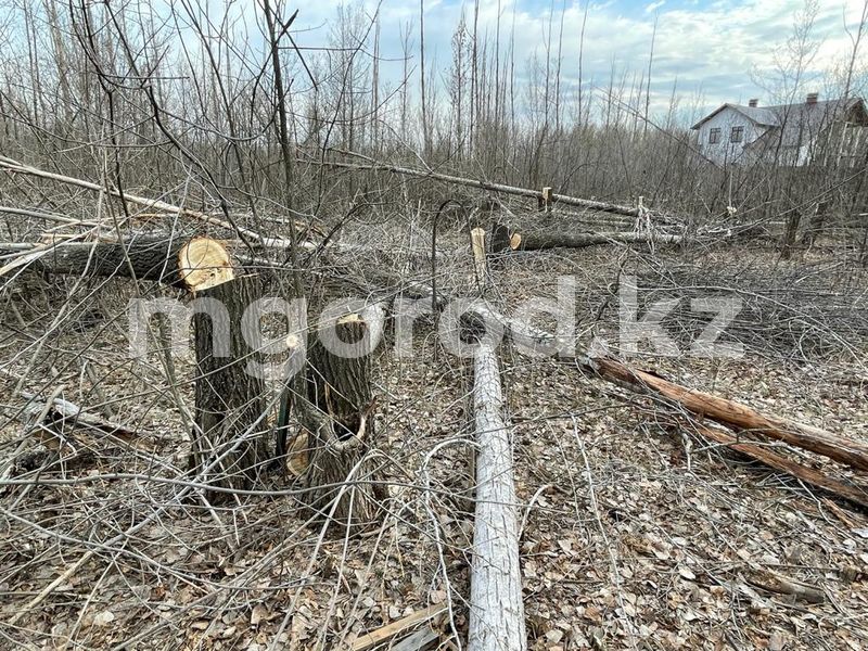 В Уральске массово вырубают деревья