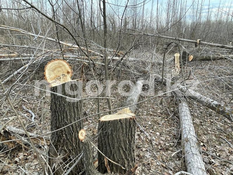 В Уральске массово вырубают деревья