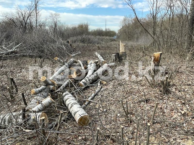 В Уральске массово вырубают деревья