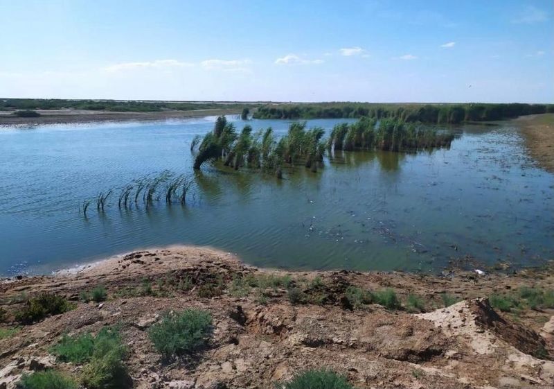 Два центнера мертвой рыбы собрали в канале в Атырауской области