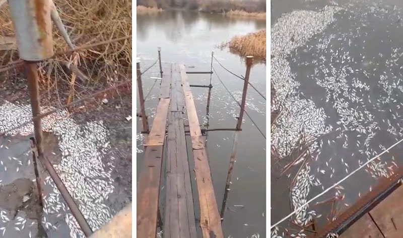 Массовую гибель рыбы сняли на видео в Уральске