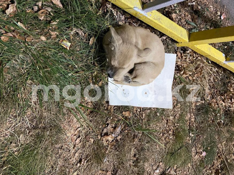 Алматинка в суде оспорила штраф за выгул собаки без намордника