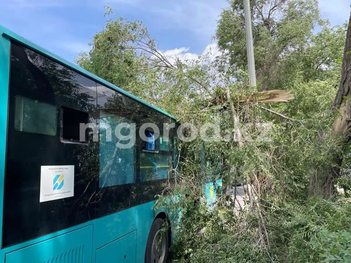 Дерево упало на пассажирский автобус в Уральске | Мой Город Дерево упало на пассажирский автобус в Уральске